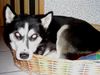 Siberian Husky Foto: Die Hundkatze Roy *g* (ID 17523) Siberian Husky Hund