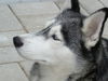 Siberian Husky Foto: kira (ID 34229) Siberian Husky Hund