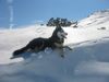 Siberian Husky Hund