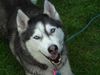 Siberian Husky Foto: Delos 8 Jahre (ID 34624) Siberian Husky Hund