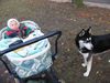 Siberian Husky Foto: Dominik hat Shanna fest im Griff (ID 7459) Siberian Husky Hund