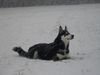 Siberian Husky Foto: Juhuu - es schneit Shanna ist begeistert (ID 7457) Siberian Husky Hund