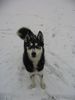 Siberian Husky Foto: Der Schnee ist ein Hit-meint Shanna (ID 7458) Siberian Husky Hund