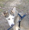 Siberian Husky Foto: Shiva unsere Neugiersnase (ID 28548) Siberian Husky Hund