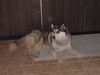 Siberian Husky Foto: Tai (ID 3004) Siberian Husky Hund