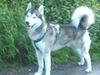 Siberian Husky Foto (ID 34847) Siberian Husky Hund