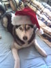 Siberian Husky Foto: der wahre Weihnachtsmann?! (ID 36281) Siberian Husky Hund