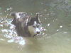 Siberian Husky Foto (ID 34511) Siberian Husky Hund