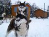Siberian Husky Foto: Siberian Husky Kossok's Don't Whisper My Name und Freyja Colours of the Night (ID 22780) Siberian Husky Hund