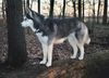 Siberian Husky Foto: Na, wo haben sich heute die Wildscheine versteckt !! (ID 9391) Siberian Husky Hund