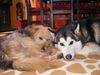 Siberian Husky Foto: Ohne Worte (ID 43934) Siberian Husky Hund