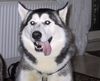 Siberian Husky Hund