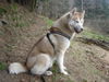 Siberian Husky Foto: da bin ich wieder bin jetzt ein jahr alt (ID 38632) Siberian Husky Hund