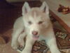 Siberian Husky Foto: er ist sehr spielerisch (ID 33597) Siberian Husky Hund