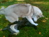 Siberian Husky Foto: wir üben gerade.... (ID 34997) Siberian Husky Hund