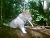 Siberian Husky Foto: my Husky er ist noch 12 wochen alt,ich freuer mich auf mein hund (ID 33571) Siberian Husky Hund