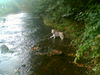 Siberian Husky Hund