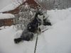 Siberian Husky Foto: Shannas wachem Auge entgeht nichts (ID 8500) Siberian Husky Hund