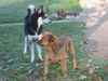 Siberian Husky Foto: Shanna ist immer gut drauf (ID 6992) Siberian Husky Hund