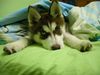 Siberian Husky Foto: This is Yuma (ID 8102) Siberian Husky Hund