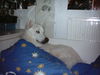 Siberian Husky Foto: !ce, !ce baby (ID 33384) Siberian Husky Hund