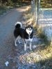 Siberian Husky Foto: Shanna wartet auf Dominik (ID 17559) Siberian Husky Hund
