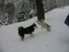 Siberian Husky Foto: Shanna spielt mit ihrem kleinen Freund Enok (ID 30017) Siberian Husky Hund