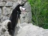 Siberian Husky Foto: Shanna auf der Ruine Wildenstein (ID 12655) Siberian Husky Hund
