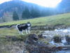 Siberian Husky Foto: Shannas Ausflug zum Schwarzensee (ID 26565) Siberian Husky Hund