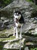 Siberian Husky Foto: Ich bin gelaufen wie noch nie - Schnauff (ID 11292) Siberian Husky Hund