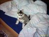 Siberian Husky Foto: Das war Angelfire Spirit of Wilderness als Baby (ID 15039) Siberian Husky Hund
