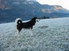 Siberian Husky Foto: Shanna auf Spähtrupp (ID 17560) Siberian Husky Hund