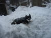 Siberian Husky Foto: endlich Schnee (ID 27702) Siberian Husky Hund