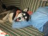 Siberian Husky Hund