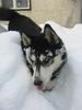 Siberian Husky Foto: Ich vergrabe mich im Schnee -juchee (ID 28676) Siberian Husky Hund
