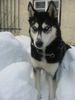 Siberian Husky Foto: Shanna harrt der Dinge die da kommen (ID 28677) Siberian Husky Hund