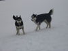 Siberian Husky Foto: Im Kaiserpark ist Huskytreff Shanna und Lux (ID 30018) Siberian Husky Hund