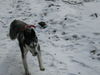 Siberian Husky Foto: kira beim fliegen (ID 34087) Siberian Husky Hund