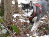 Siberian Husky Foto: kira bei der arbeit (ID 34088) Siberian Husky Hund