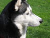 Siberian Husky Foto (ID 34086) Siberian Husky Hund