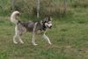 Siberian Husky Foto: husky (ID 23820) Siberian Husky Hund