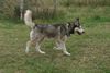 Siberian Husky Foto: husky 2 (ID 23821) Siberian Husky Hund