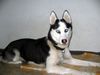 Siberian Husky Foto: meine allerliebste Nanichi (ID 31104) Siberian Husky Hund
