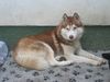 Siberian Husky Foto: Agent Lakota of Wild Marook (ID 11155) Siberian Husky Hund