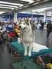 Siberian Husky Foto: Husky bei der IHA 2004 in Graz (ID 9651) Siberian Husky Hund