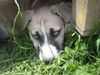 Siberian Husky Foto: Keine Beschreibung (ID 11718) Siberian Husky Hund