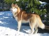 Siberian Husky Foto: Agent Lakota of Wild Marook (ID 11156) Siberian Husky Hund