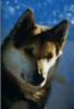 Siberian Husky Foto: Ila (ID 929) Siberian Husky Hund