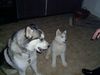 Siberian Husky Foto: Tai und Kara (ID 3365) Siberian Husky Hund