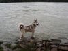 Siberian Husky Foto: Ich bin eine echte Wasserratte! (ID 8948) Siberian Husky Hund